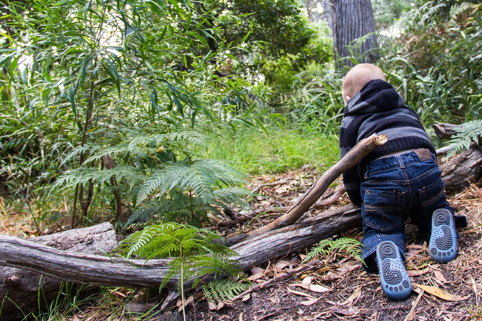 New updates now available for the SCMA Care Plan Organiser